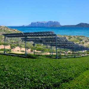 wwf_fotovoltaico_sardegna_1080x1080_nologo